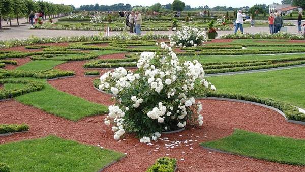 roze1.jpg