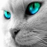 Kat.jpg