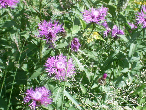 PIC_0678.JPG