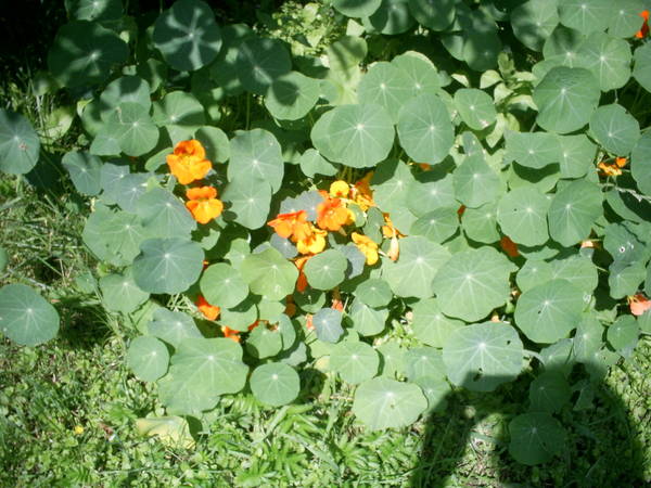 PIC_0708.JPG
