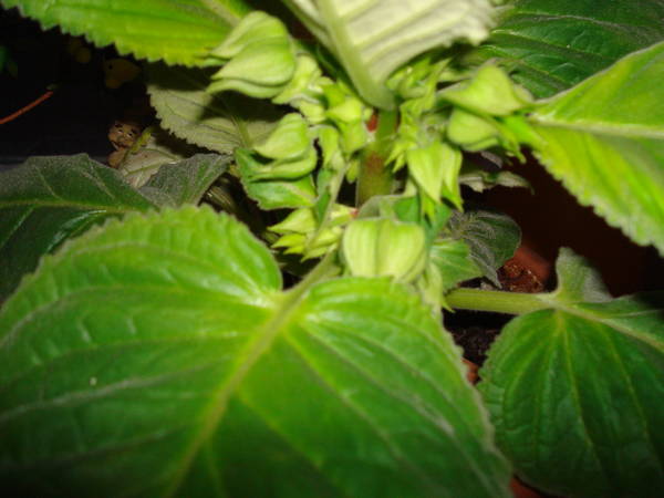 DSC06724.JPG
