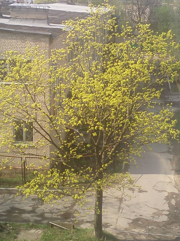 IMG0191.jpg