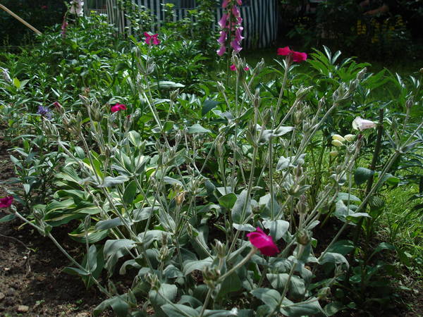 DSC07560.JPG