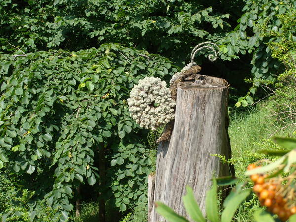 DSC01937.JPG