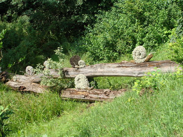 DSC01938.JPG