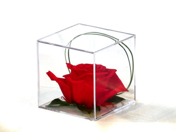 rozes.jpg