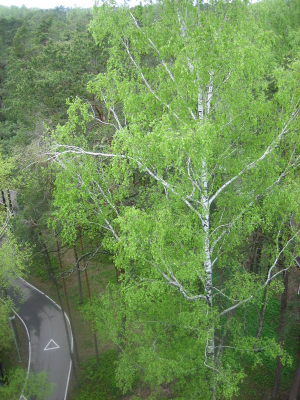 IMG_8168.JPG
