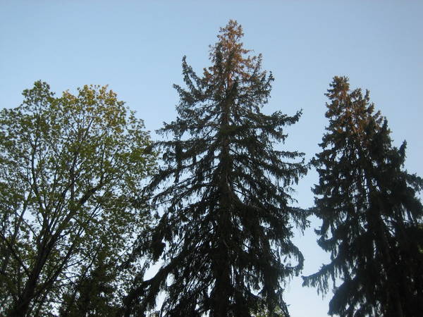 IMG_6533.JPG