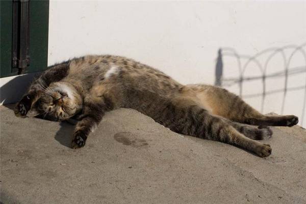 кот.jpg