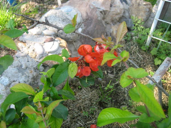 IMG_6736.JPG
